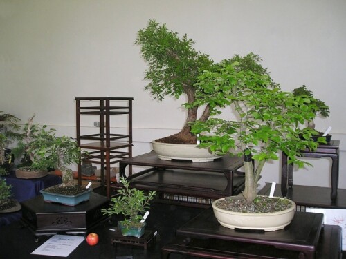 bonsaiverkauf-03.jpg