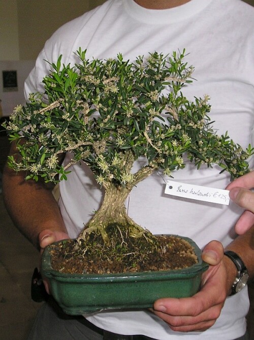 bonsaiverkauf-04.jpg